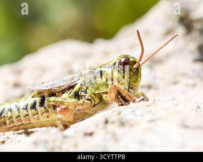 Boreo-alpiner Heuschrecken (Melanoplus frigidus) auf einem sonnendurchfluteten Felsen, Tignes, Französische Alpen. Stockfoto