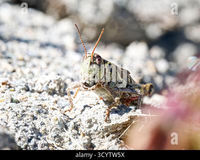 Melanoplus frigidus, Alpengrasschrecken auf felsigem Boden, Tignes, Französische Alpen. Stockfoto