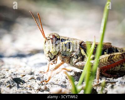 Melanoplus frigidus, Alpengrasschrecken auf felsigem Boden, Tignes, Französische Alpen. Stockfoto