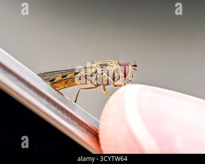 Hoverfly (Meliscaeva auricollis), der auf dem Finger und Smartphone thront, symbolisiert die Verbindung zwischen Natur, Mensch und Technologie. Stockfoto