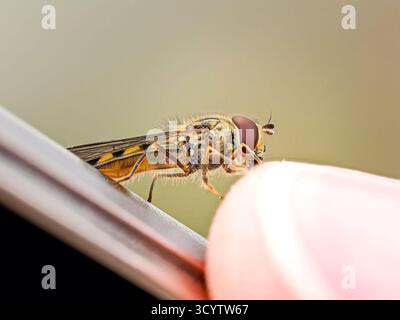 Hoverfly (Meliscaeva auricollis), der auf dem Finger und Smartphone thront, symbolisiert die Verbindung zwischen Natur, Mensch und Technologie. Stockfoto
