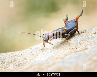 Bergohr (Anechura bipunctata) auf einem Felsen, Tignes, Französische Alpen. Stockfoto