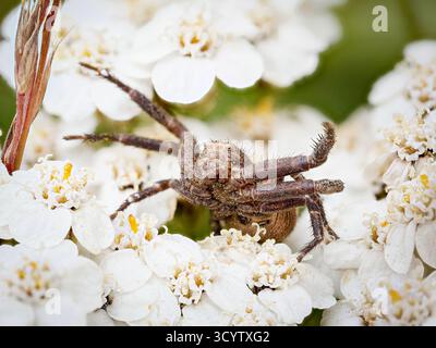 Xysticus sp. (Krabbenspinne) auf Schafgarbenblüte in Tignes, französischen Alpen. Stockfoto
