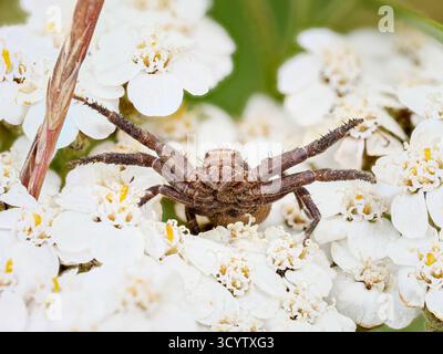 Xysticus sp. (Krabbenspinne) auf Schafgarbenblüte in Tignes, französischen Alpen. Stockfoto