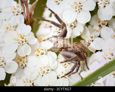 Xysticus sp. (Krabbenspinne) auf Schafgarbenblüte in Tignes, französischen Alpen. Stockfoto