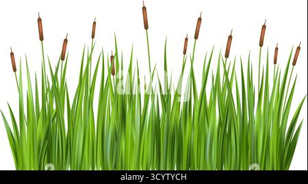 Gras Schilf auf Sumpf. Vektorillustration von hohen Welpen isoliert auf weißem Hintergrund. Teich mit See und Fluss mit Bulbuspflanzen. Lange grüne Wildnis Stock Vektor