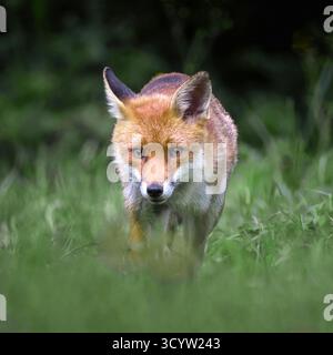 Ein Nahporträt eines Rotfuchses, Vulpes vulpes, während er herumläuft und auf die Kamera blickt. Ein natürlicher, unscharfer Hintergrund bietet Platz für Textkopien Stockfoto