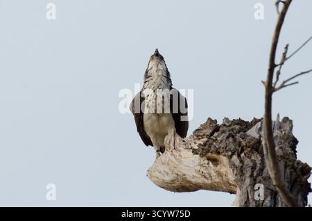 Osprey, Pandion haliaetus, Kopf zurück und schlucken Stück Fisch Stockfoto