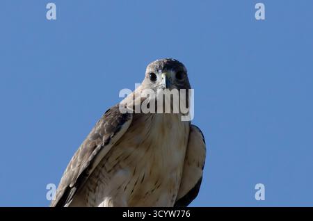 Rot - angebundener Falke, Buteo jamaicensis Stockfoto