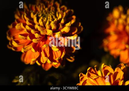 Gelbe und orangene Chrysanthemen, bedeckt mit Wassertropfen vor dunklem Hintergrund. Hochwertige Fotos Stockfoto