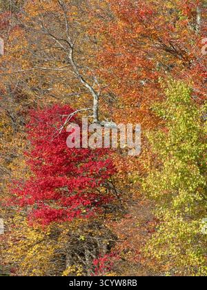 Hochwinkelansicht, die auf einen strukturierten Waldhügel hinunterschaut, der mit rotem, goldenem und gelbem Herbstlaub bedeckt ist Stockfoto