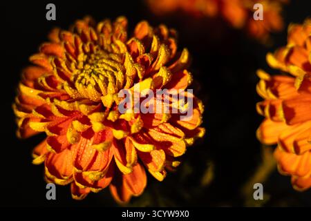 Gelbe und orangene Chrysanthemen, bedeckt mit Wassertropfen vor dunklem Hintergrund. Hochwertige Fotos Stockfoto