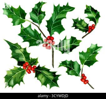 Aquarellset Stechpalme Pflanze, rote Beeren und grüne Blätter mit klaren Kanten isoliert. Botanik-Illustration der traditionellen Weihnachtspflanze im natürlichen Stil Stockfoto