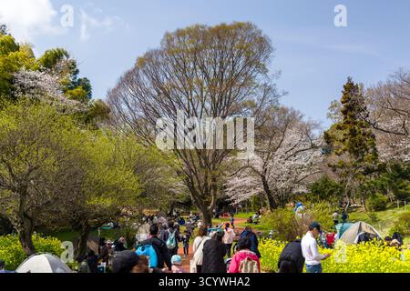 Familien und Freunde genießen ein festliches Picknick im Freien für Hanami in Yokohama, Japan Stockfoto