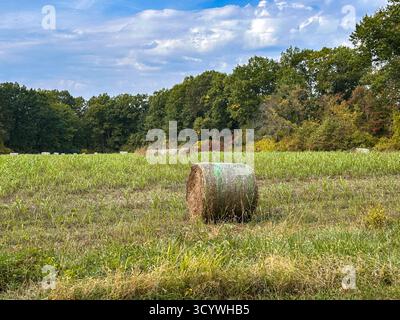 Heuballen auf einem Feld Stockfoto