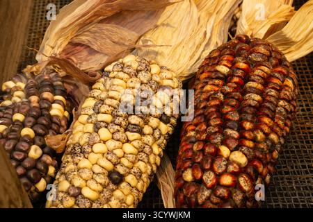 Nahaufnahme farbenfroher traditioneller Maiskolben mit natürlicher Textur und getrockneten Schalen, Symbol für Ernte und ökologische Landwirtschaft. Stockfoto