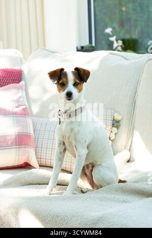 Jack Russell Terrier sitzt auf einem cremefarbenen Sofa Stockfoto