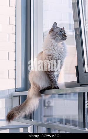 Die langhaarige neva Maskerade Katze mit blauen Augen sitzt auf dem Balkon am Fenster des Apartments. Flauschig, elegant, Rasse, moderner urbaner Lebensstil, Tageslicht, KOM Stockfoto