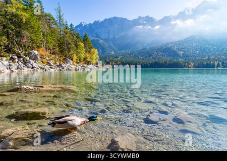 eibsee, Wettersteingebirge, Stockenten oder Wildenten Anas platyrhynchos Grainau Oberbayern, Oberbayern, Zugsp Bayern, B Stockfoto