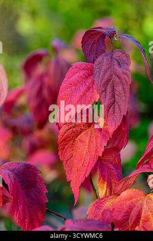 Nahaufnahme von Spiraea japonica „Macrophylla“-Blättern, die in tiefrosa, lila und orange gefärbt sind, gegen grünes Garten-Bokeh. Helle Zierpflanzenstruktur Stockfoto