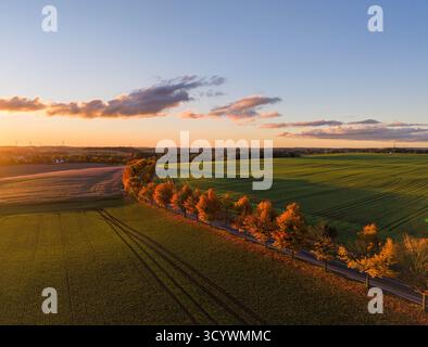 Von Bäumen gesäumte Straße durchquert grüne Felder unter einem leuchtenden Sonnenuntergang mit goldenem Herbstlaub und langen Schatten Stockfoto