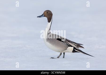 Nördlicher Pintail (Anas acuta), Seitenansicht eines erwachsenen Mannes, der auf dem Boden mit Schnee steht, Finnmark, Norwegen Stockfoto