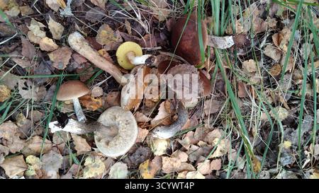 Ein Haufen Pilze und Blätter auf dem Boden. Es sind drei Pilze im Stapel. Einer ist braun und weiß, der andere braun und weiß, und der dritte ich Stockfoto
