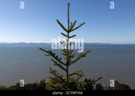 Ein immergrüner Baum steht vor dem Hintergrund des St. Lawrence River und der fernen Berge unter einem klaren blauen Himmel. Stockfoto
