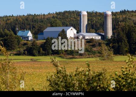 Ein Paar Silos und eine weiße Scheune stehen auf einem sonnendurchfluteten Hügel, umgeben von Bäumen und Ackerland im ländlichen Quebec. Stockfoto