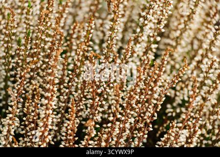 Kleine weiße Heidekraut-Blüten leuchten unter warmem Sonnenlicht und fangen die weiche Textur und die dezenten Farbtöne des frühen Herbstes ein. Das Bild spiegelt natura wider Stockfoto