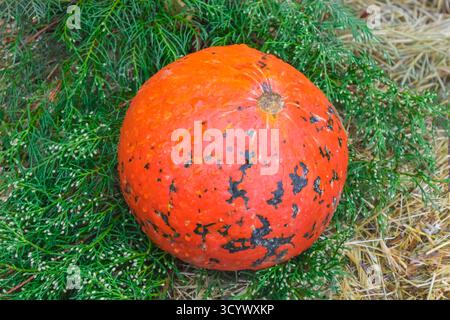 Ein leuchtend orangefarbener Kürbis mit einzigartigen dunklen Markierungen liegt auf einem Bett aus grünen Blättern und Stroh. Die rustikale Herbstkulisse hebt die natürliche Textur hervor, fres Stockfoto