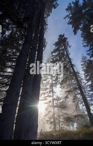 Wettersteingebirge: Nebel im Wald, Sonnenstrahlen, Bäume in der Tiroler Zugspitz Arena, Tirol, Tirol, Österreich Stockfoto