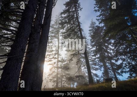 Wettersteingebirge: Nebel im Wald, Sonnenstrahlen, Bäume in der Tiroler Zugspitz Arena, Tirol, Tirol, Österreich Stockfoto
