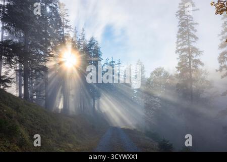 Wettersteingebirge: Nebel im Wald, Sonnenstrahlen, Bäume in der Tiroler Zugspitz Arena, Tirol, Tirol, Österreich Stockfoto