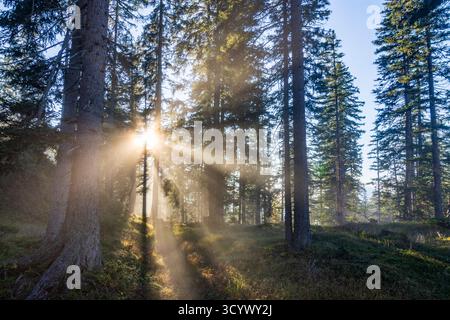 Wettersteingebirge: Nebel im Wald, Sonnenstrahlen, Bäume in der Tiroler Zugspitz Arena, Tirol, Tirol, Österreich Stockfoto
