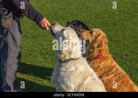 Zwei goldene Retriever und ein schwarzer labrador (Familienhunde, Familienhunde) sitzen auf einem Feld, während ihr Besitzer ihnen Leckereien füttert. Stockfoto