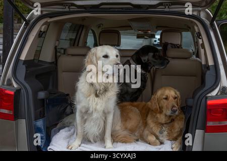 Zwei goldene Retriever und ein schwarzer labrador Retriever im Kofferraum eines SUV. Hundetransport. Hundereisen. Stockfoto