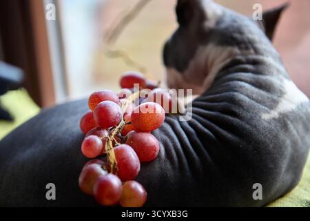 Eine kanadische Sphynx-Katze sitzt eingerollt auf einem grünen Kissen mit roten Trauben daneben. Das Foto zeigt natürliches Innenlicht und eine ruhige, gemütliche Atmosphäre. Stockfoto