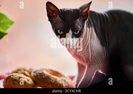 Haarlose kanadische Sphynx-Katze, die in die Kamera schaut, während sie in der Nähe von Brötchen sitzt. Porträt für Innenräume in warmen, weichen Tönen mit gemütlichem Hintergrund. Stockfoto