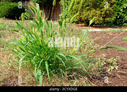 Grüner Fuchsschwanz Gras (Setaria viridis) - invasiv jährlich bekannt auch durch Flaschenbürsten, Borstengras, Taubengras, Hirse. Stockfoto