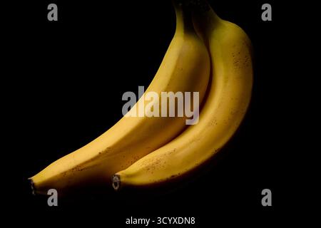 Minimalistisches Stillleben von gelben Bananen auf schwarzem Hintergrund. Studiofoto mit hochwertiger Beleuchtung, die Farbe und Form betont. Stockfoto