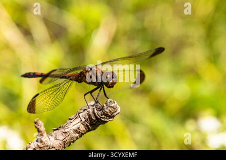 Libelle auf der Spitze des Zweigs, im Garten, Yokote City, Präfektur Akita, Region Tohoku, Japan, Ostasien, Asien Stockfoto