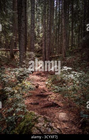 Ein dichter Wald mit einem sonnendurchfluteten Pfad, der hinauf in die Berge führt. Stockfoto