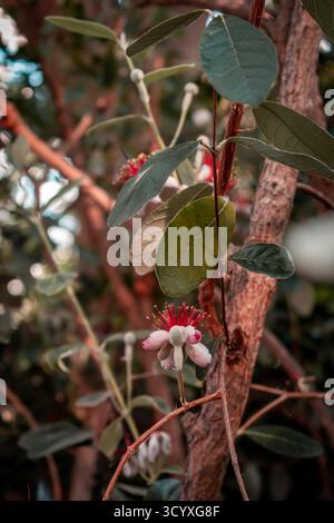 Aus nächster Nähe sehen Sie Kirschblüten in voller Blüte mit zarten rosa und weißen Blüten. Stockfoto
