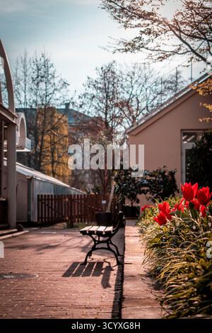 Eine Bank, die einen Schatten auf einem Backsteinweg wirft, mit leuchtend roten Tulpen im Vordergrund und Gebäuden. Stockfoto