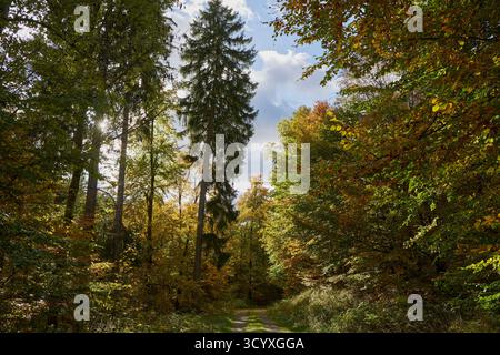 Herbstlich bunter Wald am 18.10.2025 beim Elsbach nahe der Hundert-Morgen-Wiese bei Zorge, Landkeis Göttingen im Südharz in Niedersachsen, Deutschland bunter Herbstwald am Elsbach und der Hundert Morgen Wiese am 18. Oktober 2025 bei Zorge, Landkreis Göttingen im Süden des harzes, niedersachsen Stockfoto