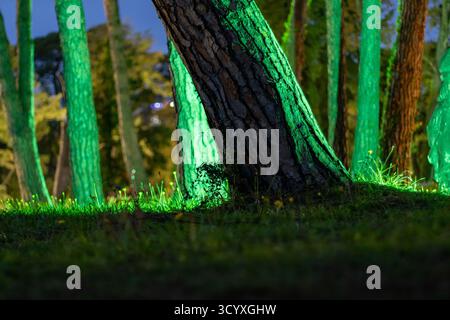 Leuchtende Baumstämme im Dunkeln Wald. Basis von mehreren Kiefernstämmen, nachts im grünen Licht beleuchtet, mit Gras und kleinen Pflanzen an den Wurzeln, cr Stockfoto