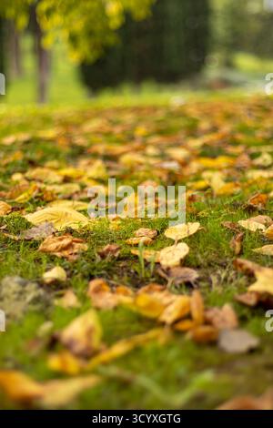 Verstreute gelbe Blätter auf Rasen. Nahaufnahme von verstreuten leuchtend gelben Herbstblättern auf einem grünen Rasen, mit verschwommenen Bäumen und Laub im weichen Stockfoto