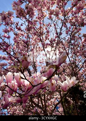 Blühender Magnolienbaum mit rosa Blüten vor blauem Himmel Stockfoto