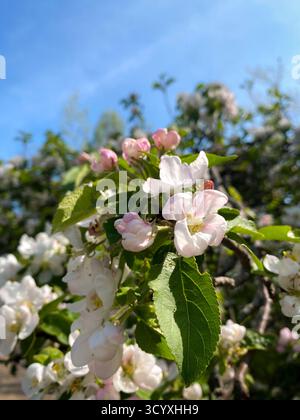 Nahaufnahme von Apfelblüten mit sanften rosa Blütenblättern vor blauem Himmel Stockfoto
